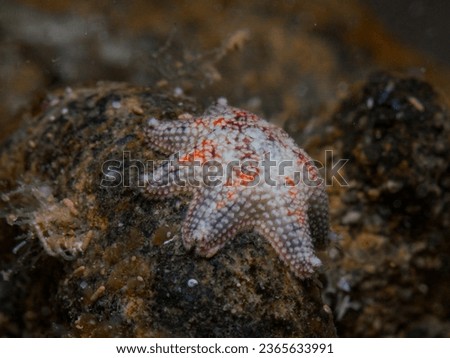 Starfish from the Mediterranean Sea