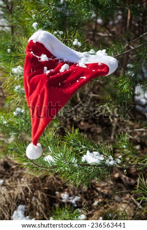 Santa Claus hat on fir tree's branch, Christmas in winter nature, outside