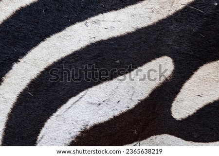 texture of zebra hair in very high detail