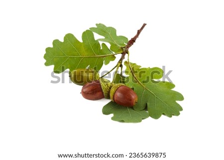 Acorns with oak leaf isolated on white background Royalty-Free Stock Photo #2365639875
