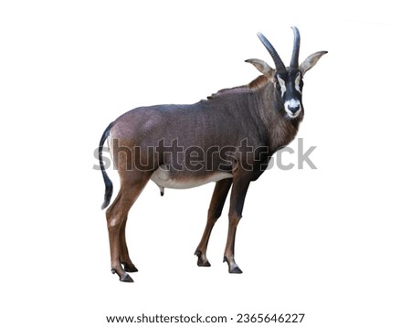  sable antelope isolated on white background Royalty-Free Stock Photo #2365646227