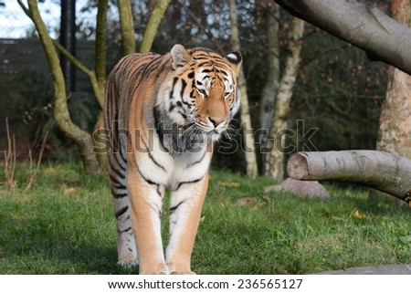 realaxing siberian tiger