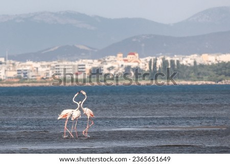 A flock of beautiful pink flamingos walking on the beach of Alexandroupolis Evros Greece near to Delta Evros National Park, winter migration.