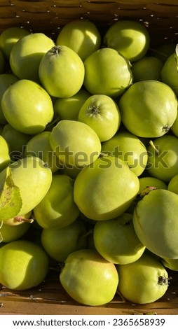 Apple green with red colors. Variety of apple.