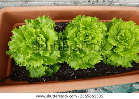 grow lettuce in a pot. Plant lettuce in a container, grow on the terrace