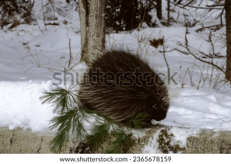 Porcupines are brown and black in color with the back, sides, and tail covered in sharp quills. There are no quills on the porcupine's face, its underbelly, or the insides of its legs.
