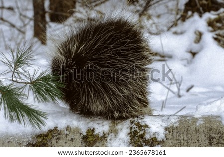 Porcupines are brown and black in color with the back, sides, and tail covered in sharp quills. There are no quills on the porcupine's face, its underbelly, or the insides of its legs.