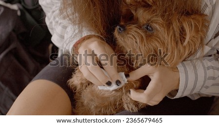 Close up dog little breed. Hostess wiping paws of her dog, Yorkshire Terrier lying on lap. Demonstrates care and affection that people have for their pets. Animal human relationships close up. Royalty-Free Stock Photo #2365679465