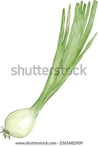 spring onion watercolor illustration isolated element Royalty-Free Stock Photo #2365682909