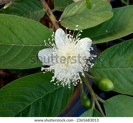 Blooming guava tree flowers in the morning
