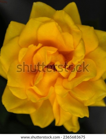 Close Up of a beautiful and shiny Yellow Rose