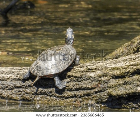 Painted Turtle (Chrysemys picta) North American Aquatic Reptile 