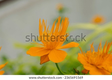 Close-up of orange globe flower blooming in summer garden
