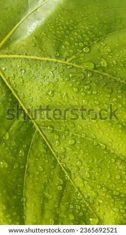 water drops on a green leave
