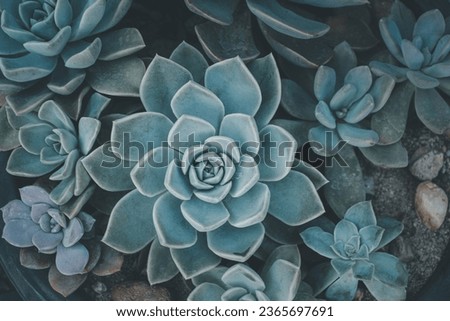 soft blue color cactus background, Succulents vintage ,soft blue color of  close-up, fashion background Royalty-Free Stock Photo #2365697691