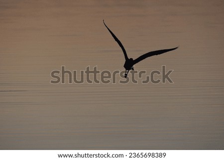 flying bird silhouette over water Royalty-Free Stock Photo #2365698389