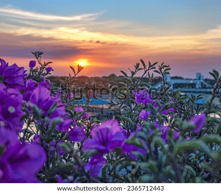 the evening sun over the blooming flowers