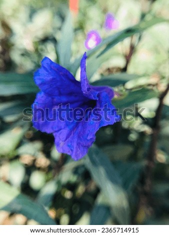 Ruellia or in Indonesia called Bunga Kencana. The word Kencana is similar to the word Gwenchana in Korean which means it's okay