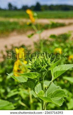 Close up of green sunflower bud with blurry sunflowers in background and dirt roads