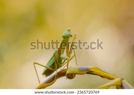 Praying Mantis (Mantodea) animal closeup, (Belalang Sembah) 