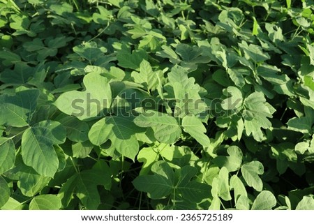 Cowpea(Vigna unguiculata) is a leguminous fodder crop commonly grown in the tropics. It can be grown in summer and rainy seasons due to its quick growing nature. Royalty-Free Stock Photo #2365725189
