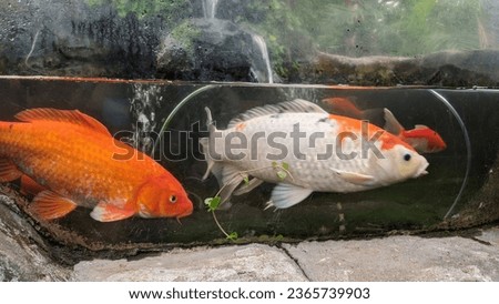 Colorful ornamental fish are kept in ponds.