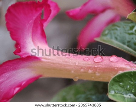 Creative layout background made of Macro picture of drops of water on the flower
