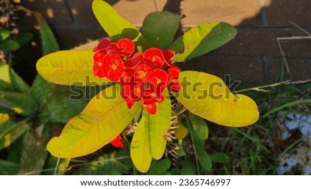 Crown of thorns flowers, Euphorbia milli Desmoul. Red flowers in the bright sunny day.