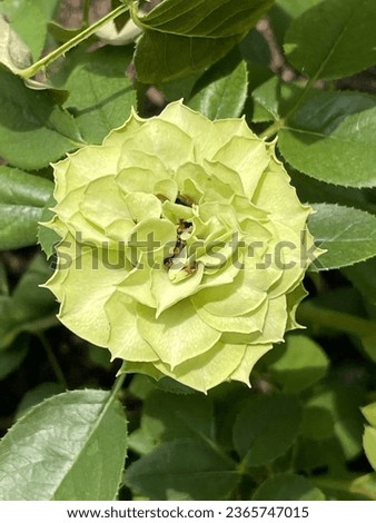 Eclair rose green yelowish color close up