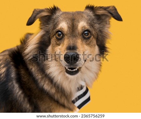 Funny cute dog concept - pet dog 