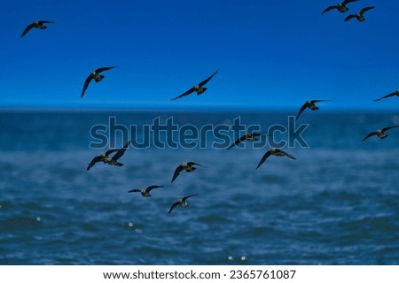 A group of flying green doves and pigeons against beautiful blue sky with Pacific Ocean background in Japan 