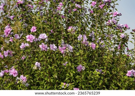 Violet flowers in a small tree plants growing so fast in outdoor light blue sky summer weather Warm temperature