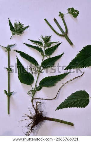 The herb Common Nettle is presented for study. The picture shows the stem of Nettle grass, its leaves, seeds, and root system.