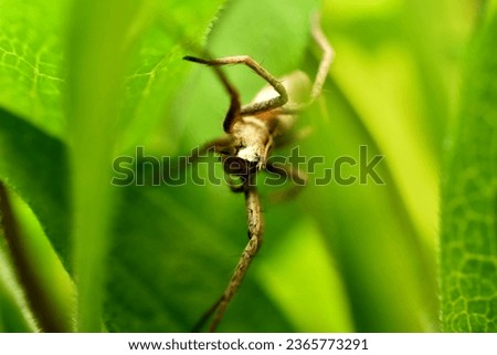 The picture shows a wolf spider taken close-up against a background of green foxes.