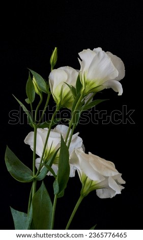 Eustoma exaltatum flowers growing on a black background Royalty-Free Stock Photo #2365776465