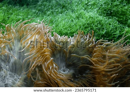 Sea anemone at the big Aquarium. Underwater macro photography.