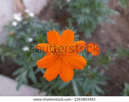Cosmos sulphureus is a species of flowering plant in the sunflower family Asteraceae, also known as sulfur cosmos.