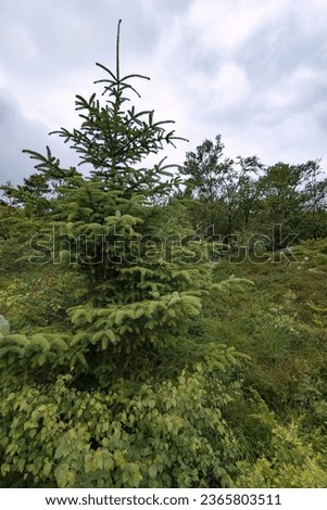 Summer in the Norwegian Mountains. A solitary young fir tree at the mountain's peak.