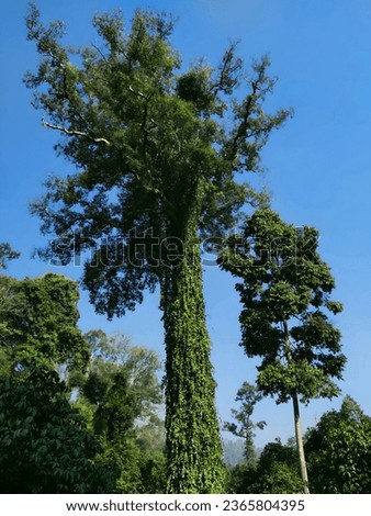 Thousand-year-old tree, in an orchard in northern Thailand