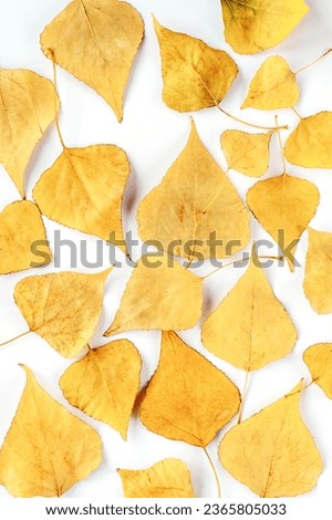 Yellow autumn leaves on white background, texture.