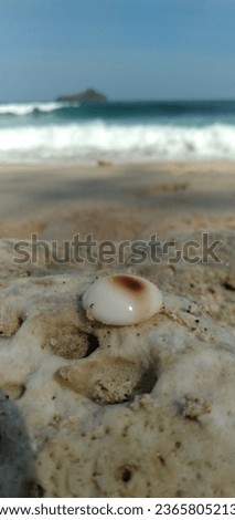 Photo of shells on a sandy beach taken on August 8, 2019.