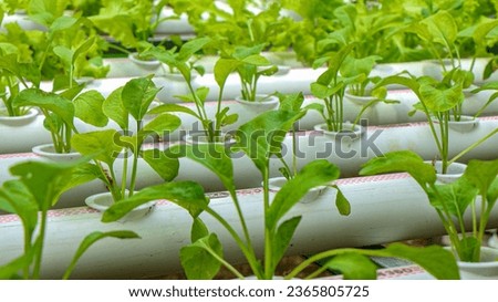 Hydroponics Advancement of Backyard Cultivation: Green Growth and Landscape Progress in Nature, Thriving Green Garden with Pipe and Growing Plants.