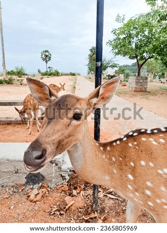 The face of a beautiful deer picture 