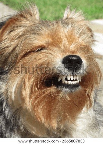 A close-up of the cheerful, furry dog's smiling muzzle Royalty-Free Stock Photo #2365807833