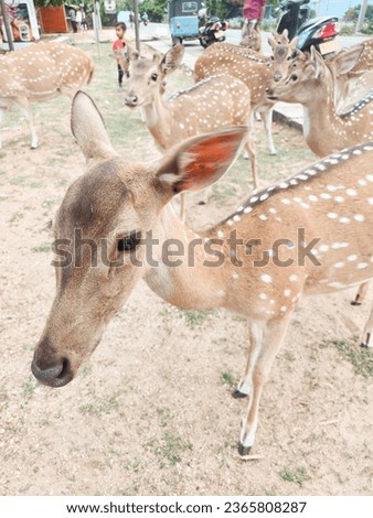 Beautiful appearance of deer picture 