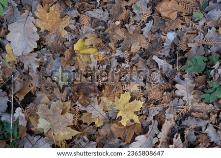 Autumn leaves, horizontal photo. Background from fallen leaves for publication, screensaver, wallpaper, postcard, poster, banner, cover, website. Art high-quality photography