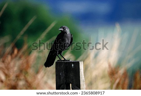 Jackdaw perched up in the countryside