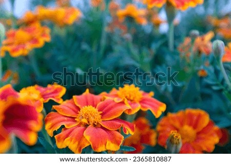 Orange marigold flowers, close-up. Tagetes bush. Background from bright french marigolds for publication, poster, calendar, post, screensaver, wallpaper, postcard. High quality photography