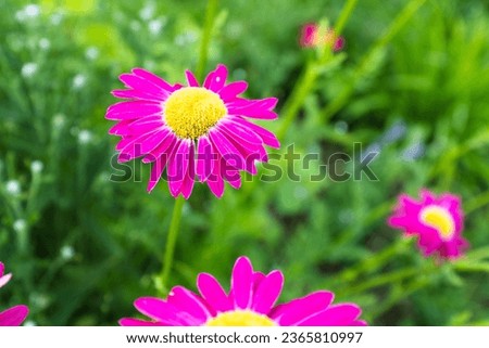 Bright camomiles on blurred green background. Chamomile flowers with pink petals for poster, calendar, post, screensaver, wallpaper, postcard, banner, cover, website. High quality photography