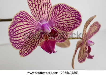Tiger orchid flowers on white background, close up. A bloom phalaenopsis for publication, poster, calendar, post, screensaver, wallpaper, postcard, banner, cover, website. High quality photography